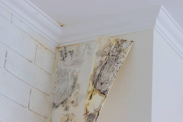 Best Residential Mold Inspection & Testing  in Fairless Hills, PA